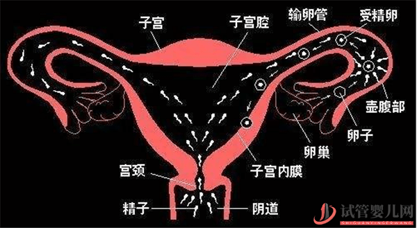 试管婴儿和自然怀孕的宝宝会有区别么(试管婴儿费用大概要多少钱)(图2)