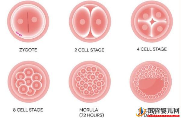 美国试管胚胎移植几个最好呢-梦美（试管婴儿多少钱）(图10)