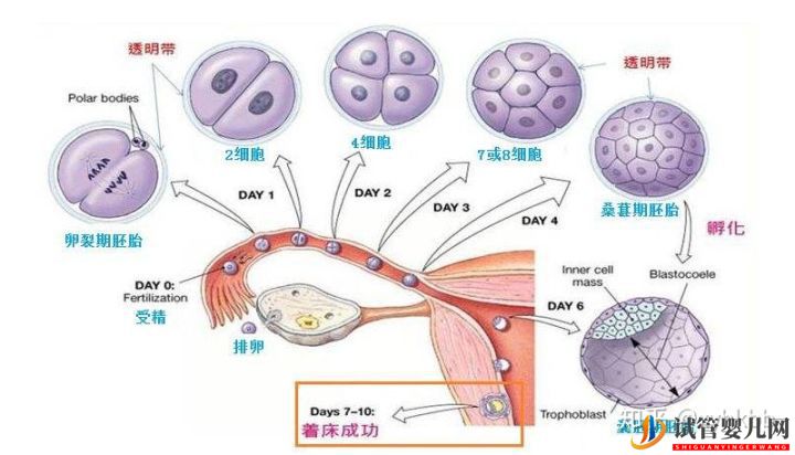 去泰国做第三代试管,国内哪些机构才靠谱(图4)