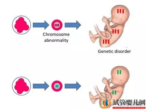 关于美国试管婴儿技术的问题一网打尽（试管婴儿多少钱）(图3)