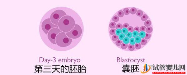 教你自测美国试管婴儿成功率（试管婴儿多少钱）(图9)