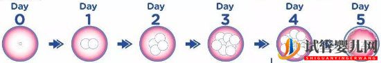 2022年赴美做试管婴儿的具体操作流程（试管婴儿多少钱）(图21)