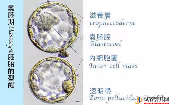 囊胚级别划分,什么级别的囊胚成功率最...(试管婴儿费用大概要多少钱)(图11)