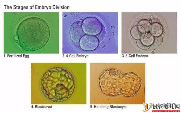 囊胚级别划分,什么级别的囊胚成功率最...(试管婴儿费用大概要多少钱)(图13)