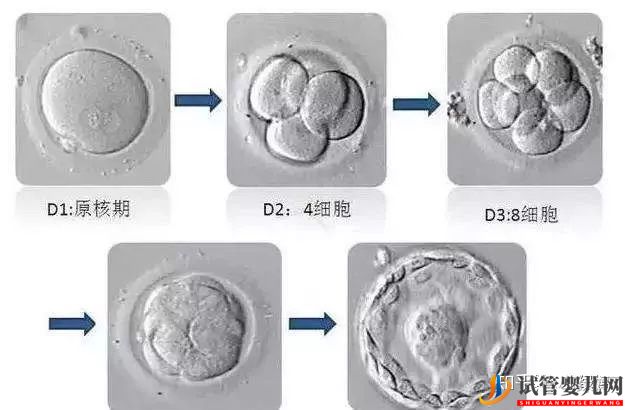 囊胚级别划分,什么级别的囊胚成功率最...(试管婴儿费用大概要多少钱)(图3)