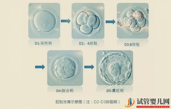 FSAC美国试管婴儿影响成功率的因素（试管婴儿多少钱）(图7)