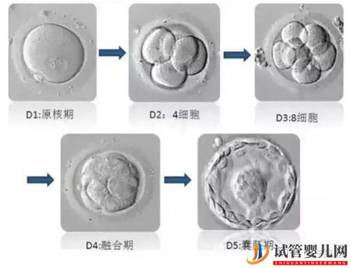 美国试管婴儿“无囊胚可用”如何解决（试管婴儿多少钱）(图1)