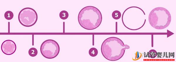 美国试管婴儿移植囊胚的成功率能达到多少-梦美（试管婴儿多少钱）(图3)