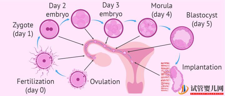 美国试管婴儿这样的囊胚才是极好的!（试管婴儿多少钱）(图6)