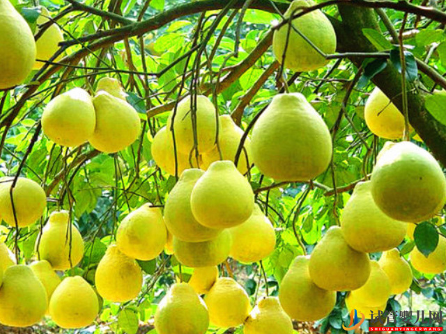柚子属于低糖低热量水果