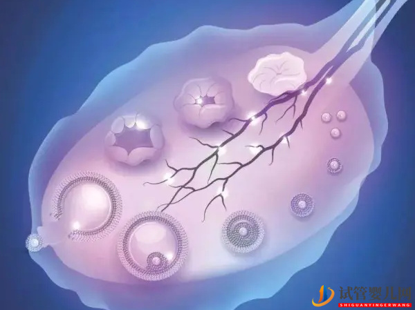 卵巢功能不好会影响月经