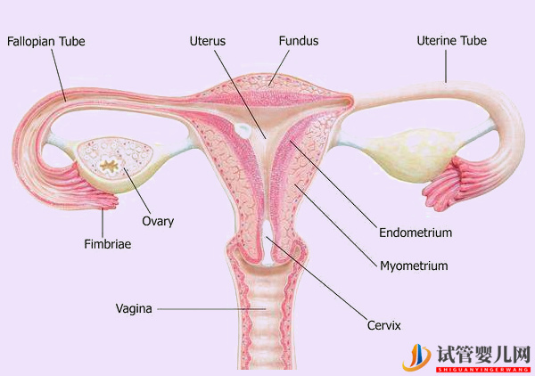输卵管堵塞做试管不会宫外孕