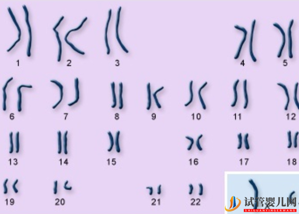 一号染色体是染色体中最大的