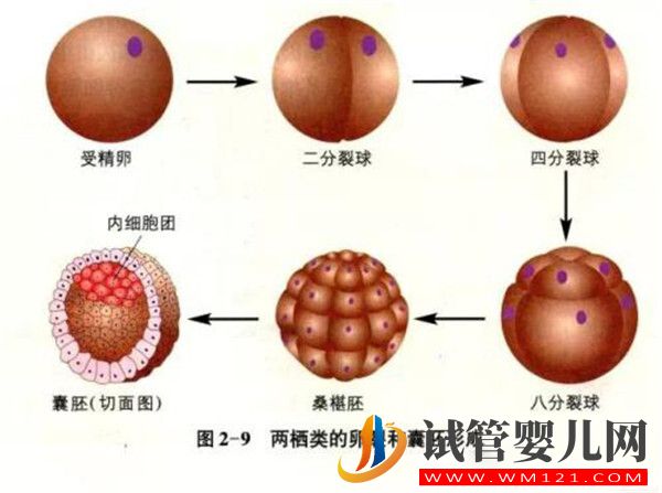 什么是囊胚试管婴儿囊胚移植有哪些优势(试管大约多少钱)(图1)