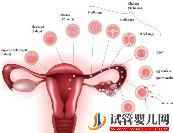 子宫腺肌处理不当会癌变