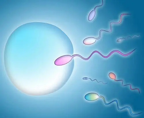 少精子症可以试管婴儿助孕吗？(图1)