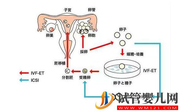 试管婴儿移植后胚胎着床是什么感觉？听听亲身经历的怎么说