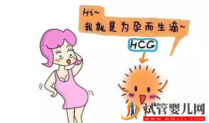 HCG对准妈妈有哪些作用？这几种一定要知道！小小HCG作用大