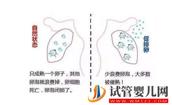 试管的促排方案有哪些？自然周期和人工周期都不错！看完再做选择！