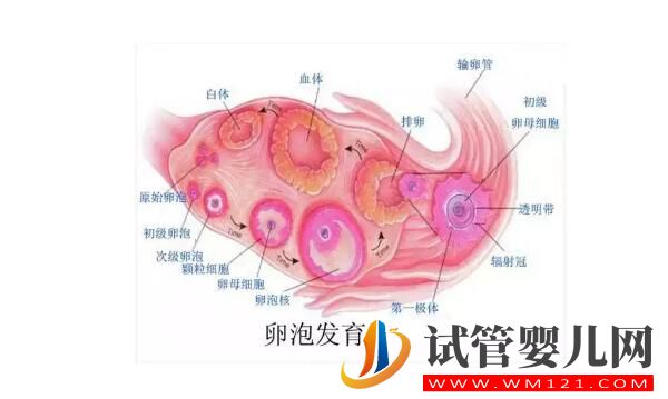 试管婴儿取卵时空卵泡B超能看出来吗？医生：并不能有效判断！