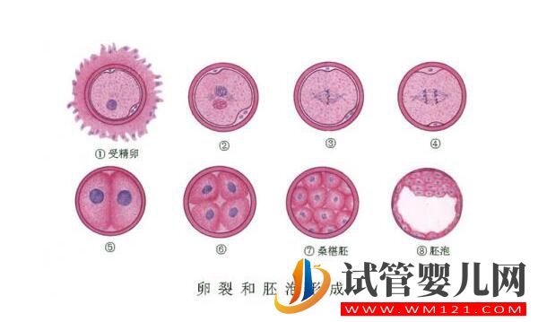 囊胚移植和普遍胚胎移植有什么区别？囊胚移植的优点是什么