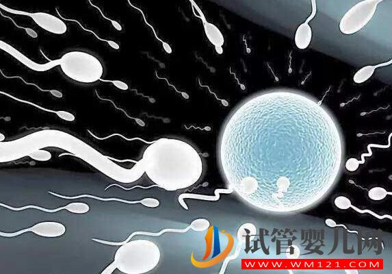 有哪些方法能提高试管婴儿的成功率？怎样提高卵子质量？