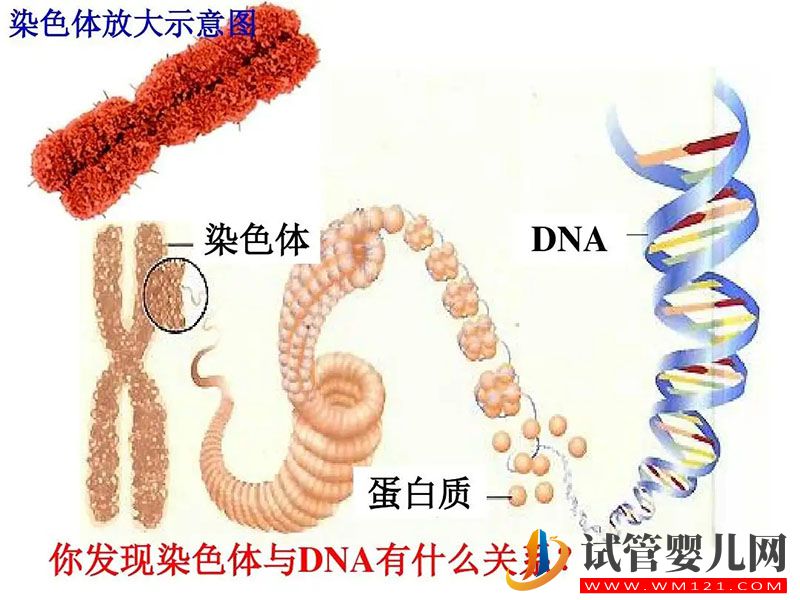 染色体.webp.jpg