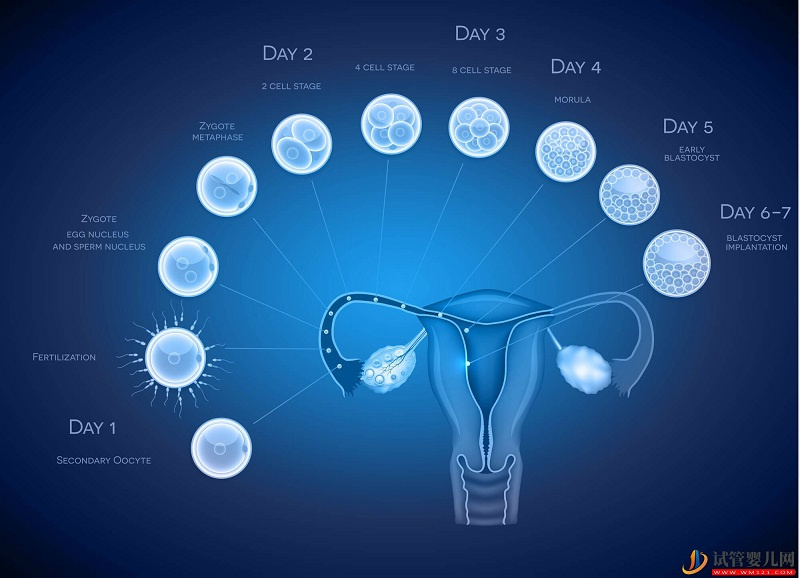 什么因素会影响供卵试管婴儿成功率？(图1)
