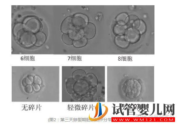 试管婴儿网:3分钟教你看懂胚胎等级报告(图3)