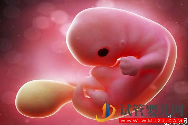 决定胚胎性别的时刻