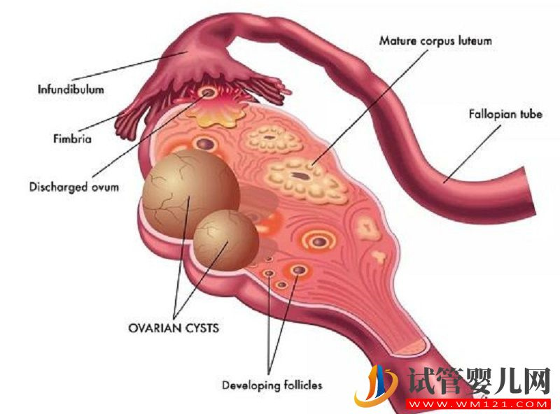 卵巢结构图