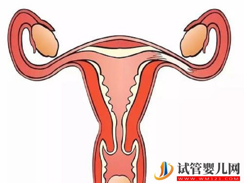 雌二醇低对怀孕有影响