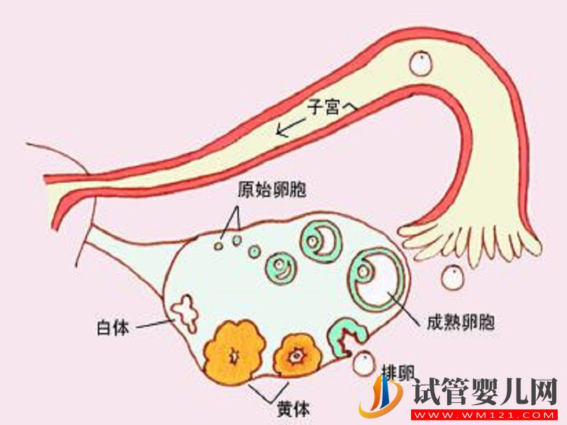 判断卵巢功能的指标