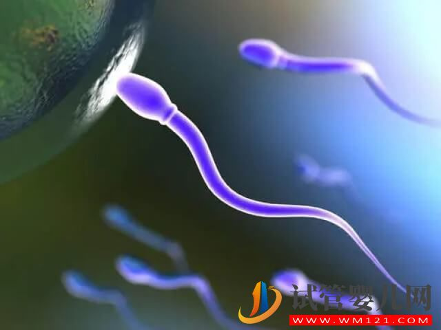 精子形态正常率2%能利用试管技术助孕