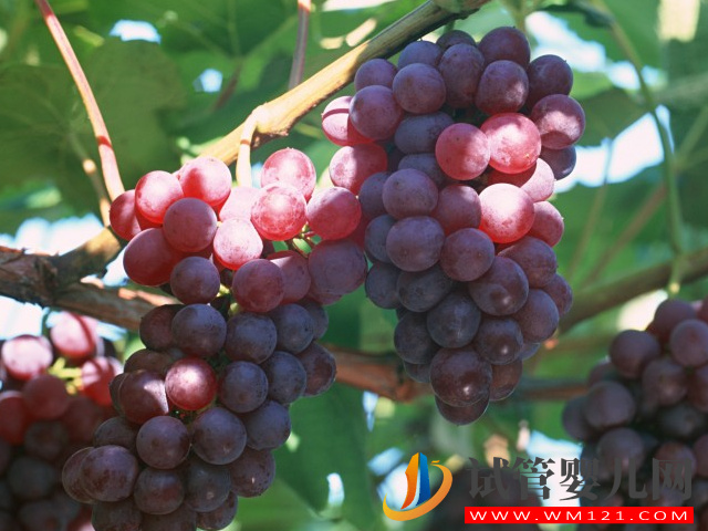 葡萄属于强碱性水果