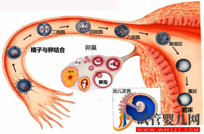 试管婴儿技术走到了哪一步？(图1)