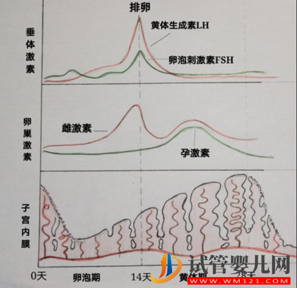 女性一个月性激素曲线图