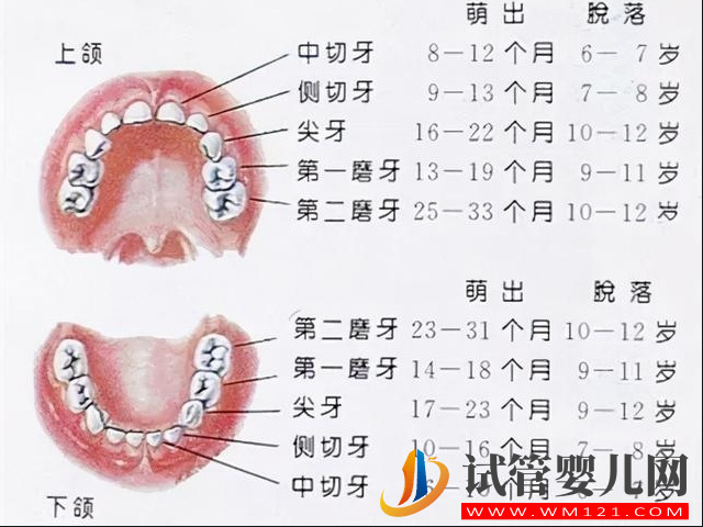 儿童换牙齿的时间和顺序