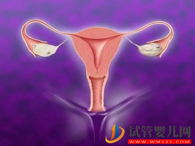 子宫内膜环境不佳会降低试管助孕成功率