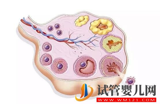 卵泡成熟遇到障碍怎么办 有什么有效的办法尽快怀孕？