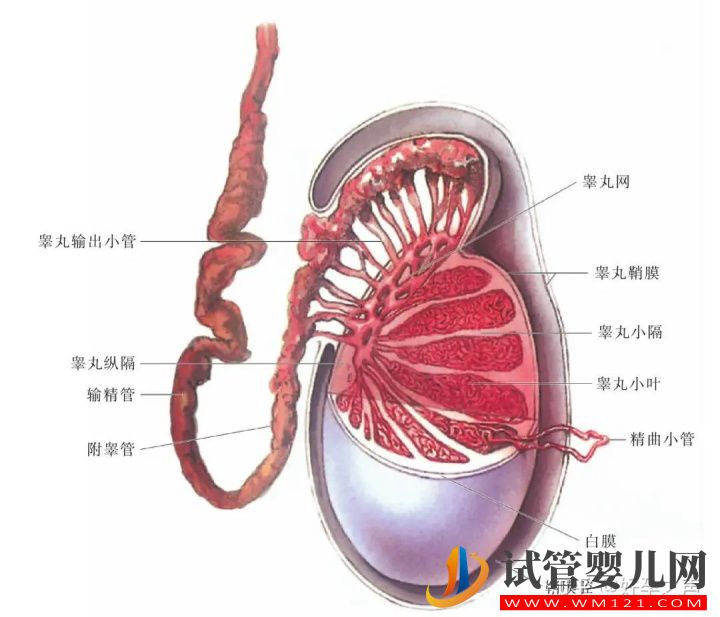 无精子症的生育之路(图2)