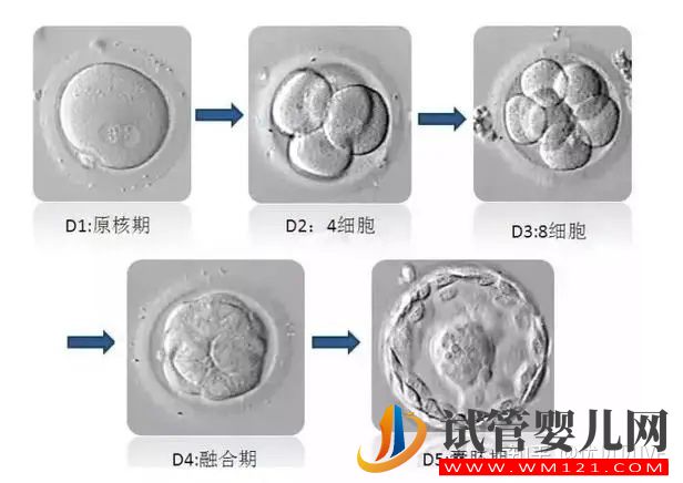 养囊VS不养囊,利弊一文讲清楚(图2)