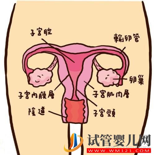 输卵管最容易堵塞的部位,不得不防(图1)