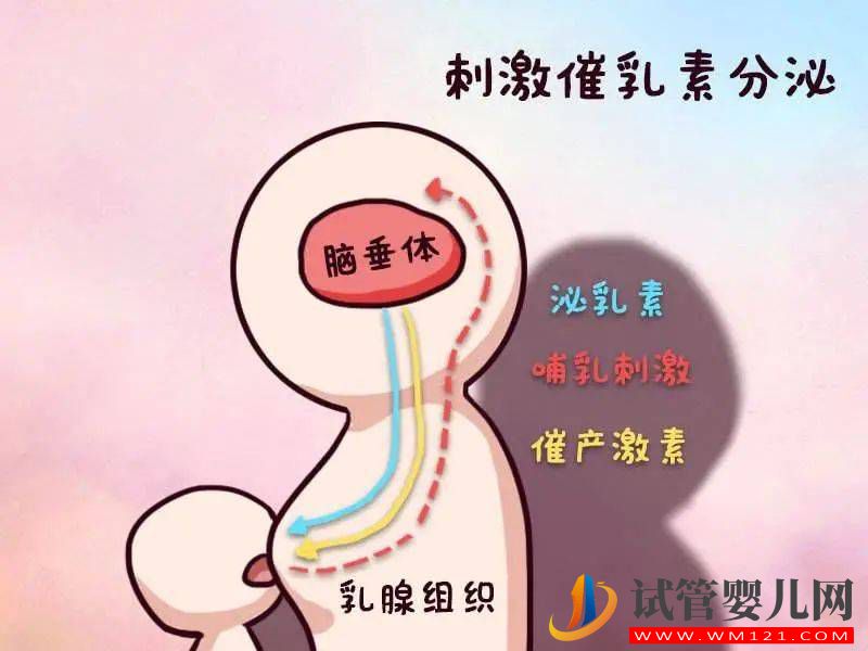 泌乳素增高还能做试管吗？(图2)