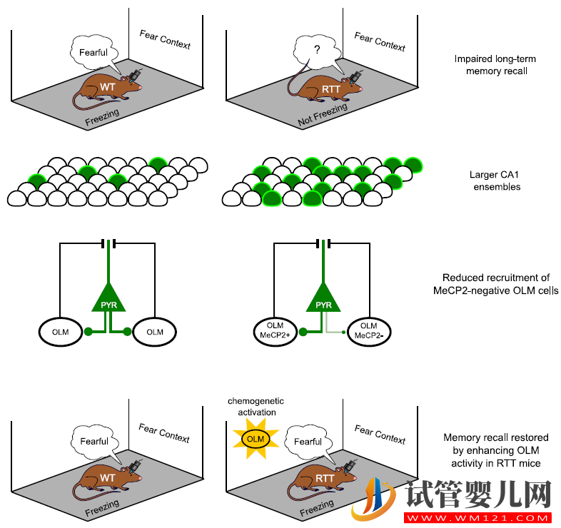 何灵杰博士等报道瑞特综合症长期记忆损伤的新机制(图2)