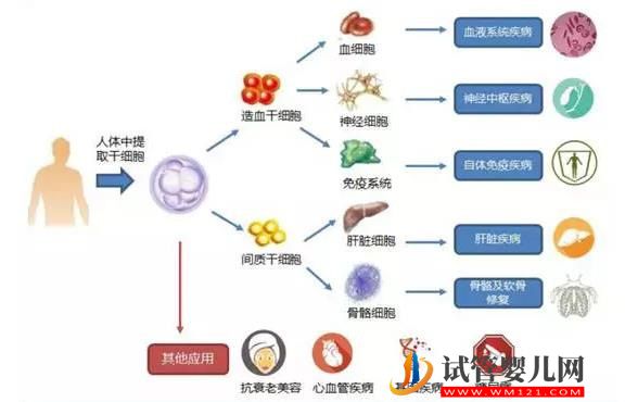 新干细胞疗法为绝症动物延寿