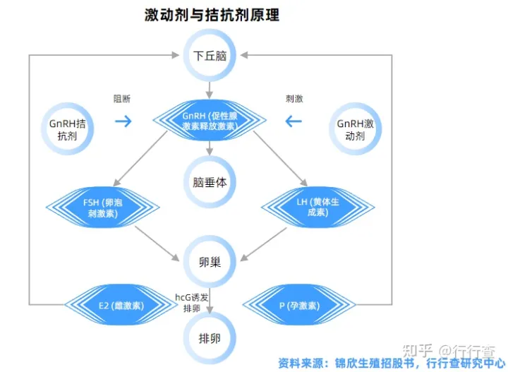 中国辅助生殖行业研究报告(图5)