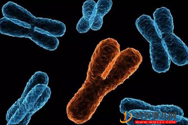 染色体1q21·1重复综合征属于遗传病