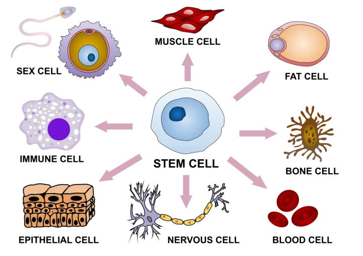 干细胞是骗人的吗？(图3)