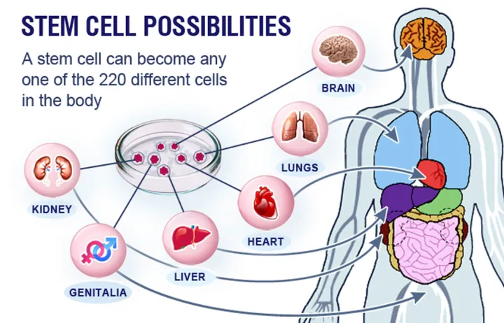 干细胞是骗人的吗？(图10)
